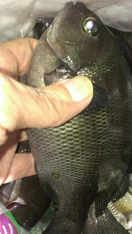 木っ葉グレばかり