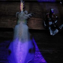 潮が動かず数が伸びない