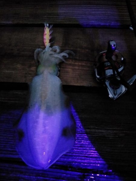 潮が動かず数が伸びない