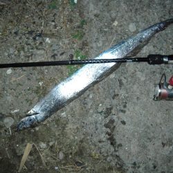 ｻｰﾍﾞﾘﾝｸﾞ