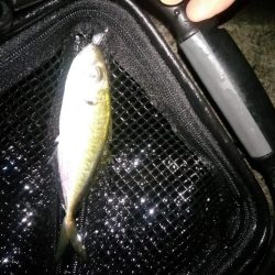 ヤエンでアオリイカ