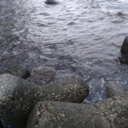 イナダが釣れた