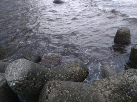 イナダが釣れた