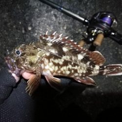 南港ヘチ釣行 (9/1 9月入りの南港ヘチ キビレチヌ、ガシラ 釣果有り)