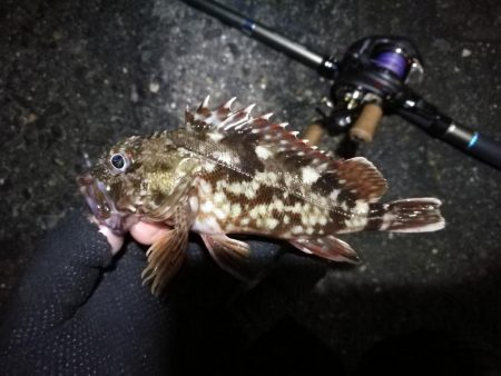 南港ヘチ釣行 (9/1 9月入りの南港ヘチ キビレチヌ、ガシラ 釣果有り)