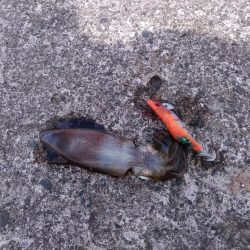 退勤フィッシング1時間　アオリイカ4杯