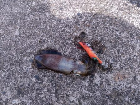 退勤フィッシング1時間　アオリイカ4杯