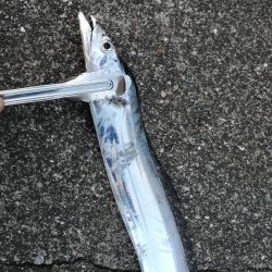 タチウオ探しに