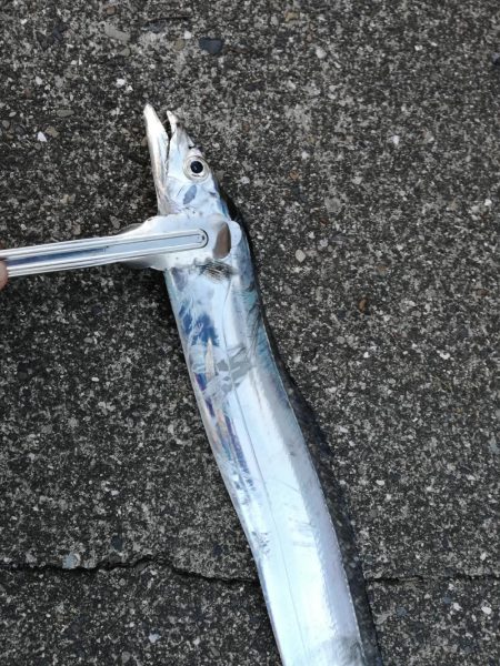 タチウオ探しに