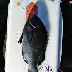 グレ釣れてます・・・