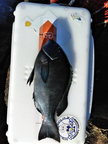 グレ釣れてます・・・