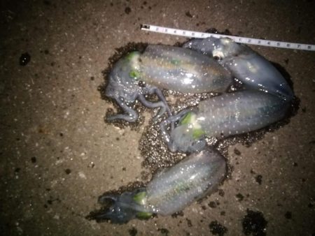 アオリイカ　サイズなかなか上がらず