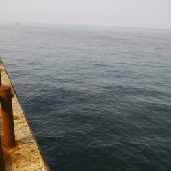 いつになったらタチウオ開幕!?