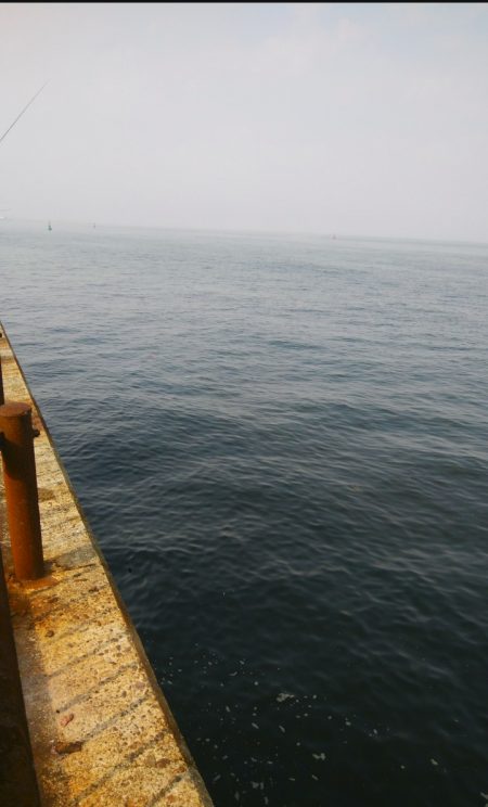 いつになったらタチウオ開幕!?