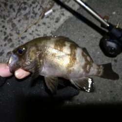 南港ヘチ釣行 (9/7 南港ヘチ釣り 黒メバル、ガシラ 釣果有り)