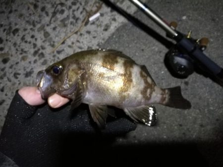 南港ヘチ釣行 (9/7 南港ヘチ釣り 黒メバル、ガシラ 釣果有り)