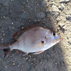 癒やされた休日