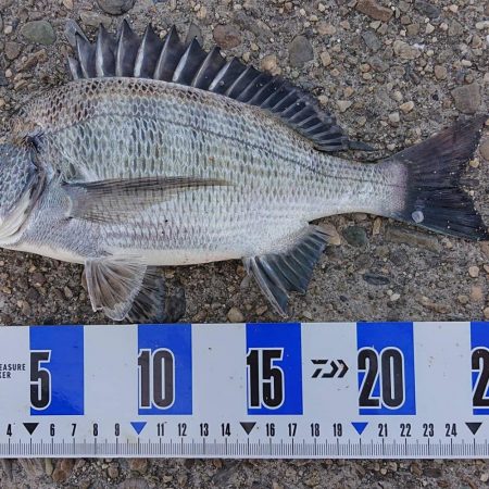 久しぶりの淡路島釣行