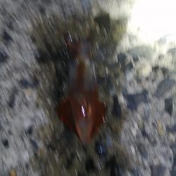 秋イカ初打席