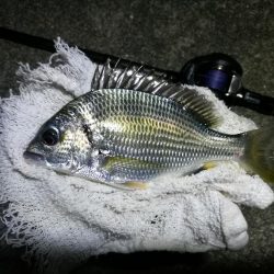 南港ヘチ釣行 (9/8 南港ヘチ釣り ガシラ22cm、小キビレチヌ 釣果有り)