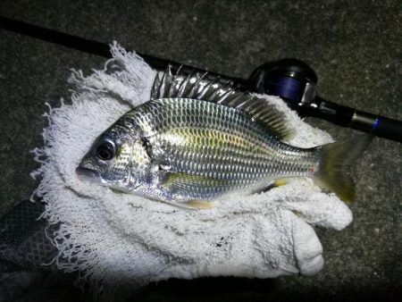 南港ヘチ釣行 (9/8 南港ヘチ釣り ガシラ22cm、小キビレチヌ 釣果有り)