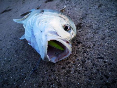 西表島、湾内でロウニンアジ