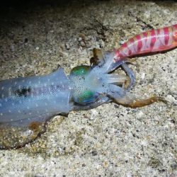 7時間で3杯とか・・・