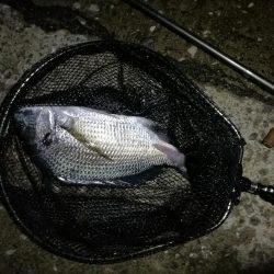 南港ヘチ釣行 (9/13 悪天候になった南港ヘチ釣り キビレチヌ37cm、ガシラ 釣果有り)