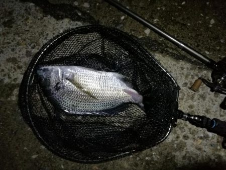 南港ヘチ釣行 (9/13 悪天候になった南港ヘチ釣り キビレチヌ37cm、ガシラ 釣果有り)