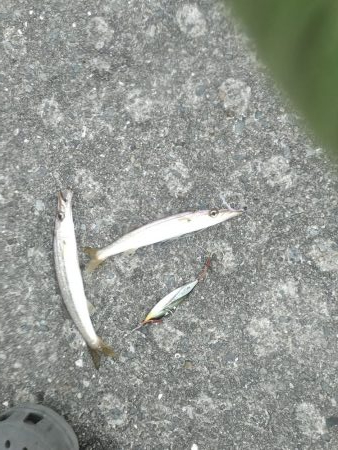 雨あがりに狙うも…