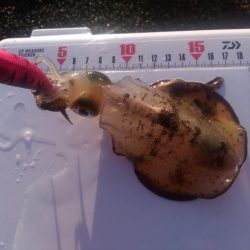 エギング　サーフで良型混じり