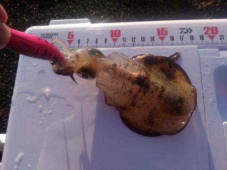 エギング　サーフで良型混じり