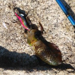 宮津アオリイカ