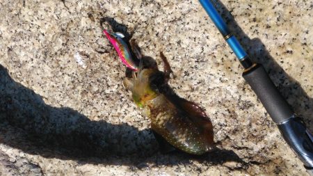 宮津アオリイカ