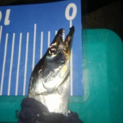 ワインドとアジング