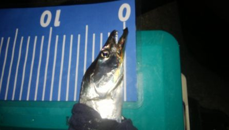 ワインドとアジング