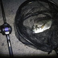 南港ヘチ釣行 (9/15 秋風の南港ヘチ釣り 真チヌ、ガシラ 釣果有り)