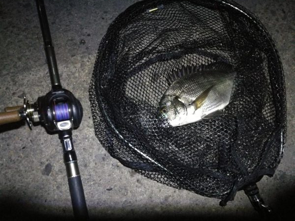 南港ヘチ釣行 (9/15 秋風の南港ヘチ釣り 真チヌ、ガシラ 釣果有り)