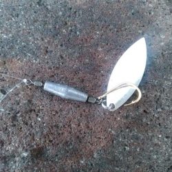 自作スピンテールでキジハタ