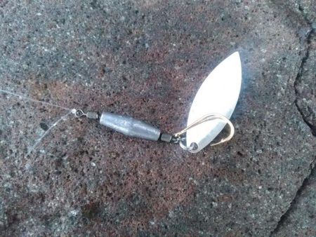 自作スピンテールでキジハタ