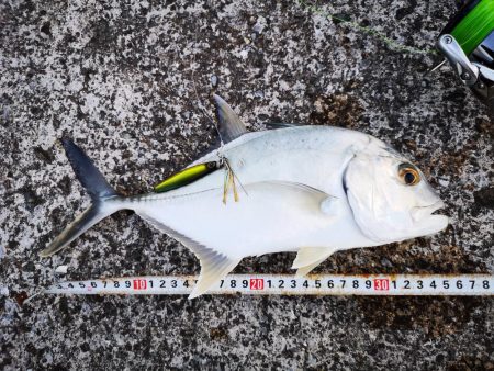 ジャックアイグロッキーでロウニンアジ