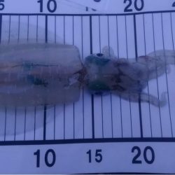 アオリイカ　つ抜け