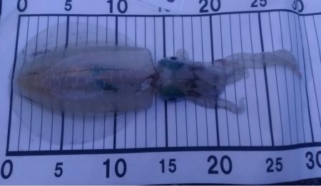 アオリイカ　つ抜け