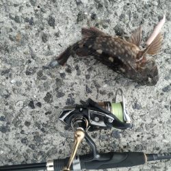 武庫川一文字でガシラ釣り