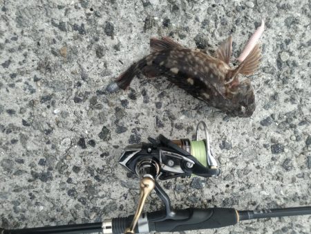 武庫川一文字でガシラ釣り