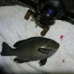 南港ヘチ釣行 （9/17 敬老の日の深夜の南港ヘチ釣り 真チヌ、ガシラ、メジナ 釣果有り）