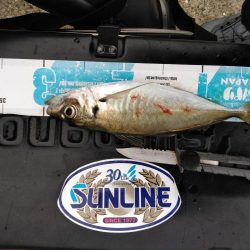 アジ・グレ・チヌ・チャリコ・・・