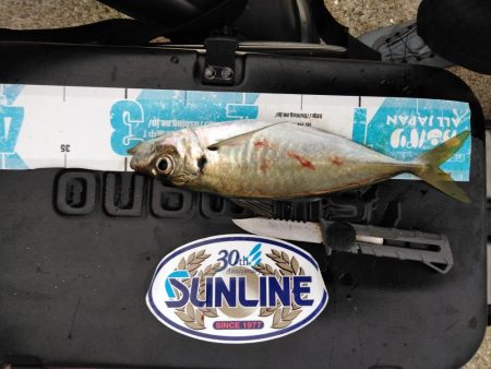 アジ・グレ・チヌ・チャリコ・・・