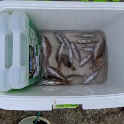 石鯛グレなどかサビキで釣れました。