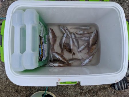 石鯛グレなどかサビキで釣れました。